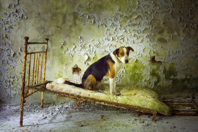 The Dogs of Chernobyl: 35 Years Later The Dogs of Chernobyl: 35 Years Later