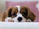 t-r-photography-TzjMd7i5WQI-unsplash.jpg
